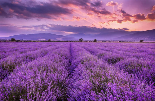 Lavender oil